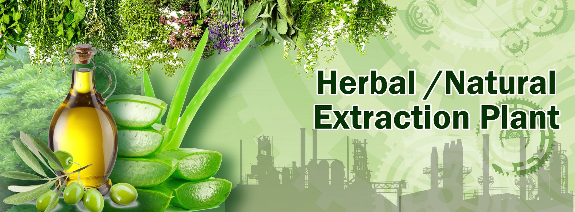 Herbal Natural Extraction Plant Supplier